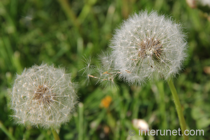 dandelion