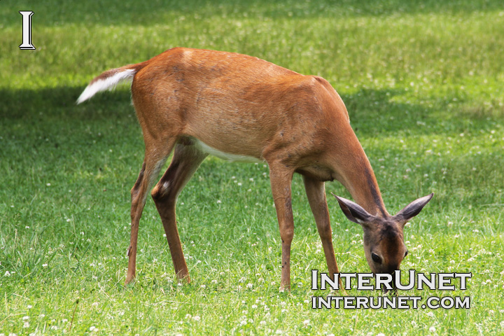 deer