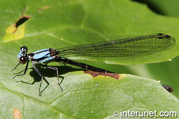 dragonfly