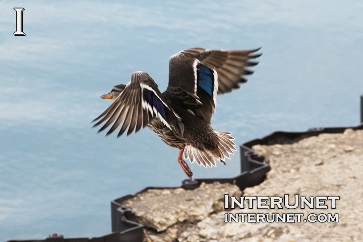 duck-is-taking-off-the-pier