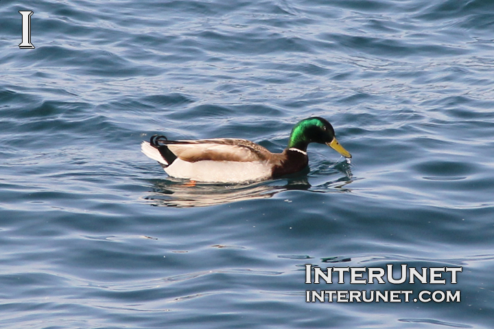 duck-on-the-lake