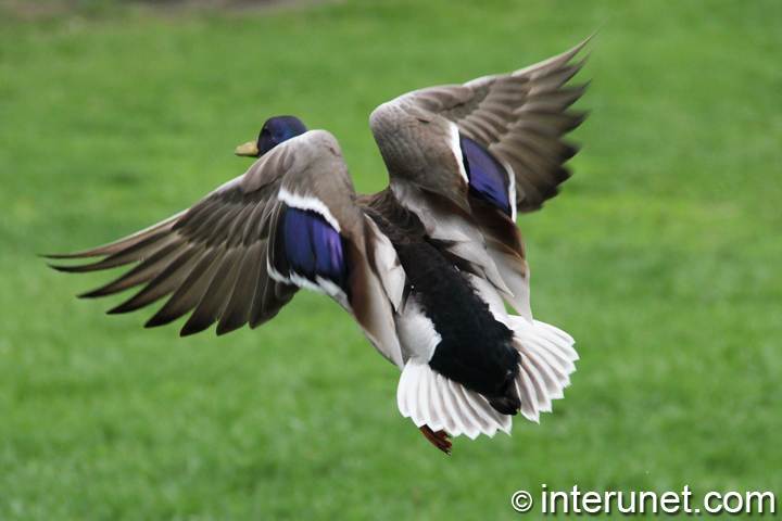 duck-takes-off