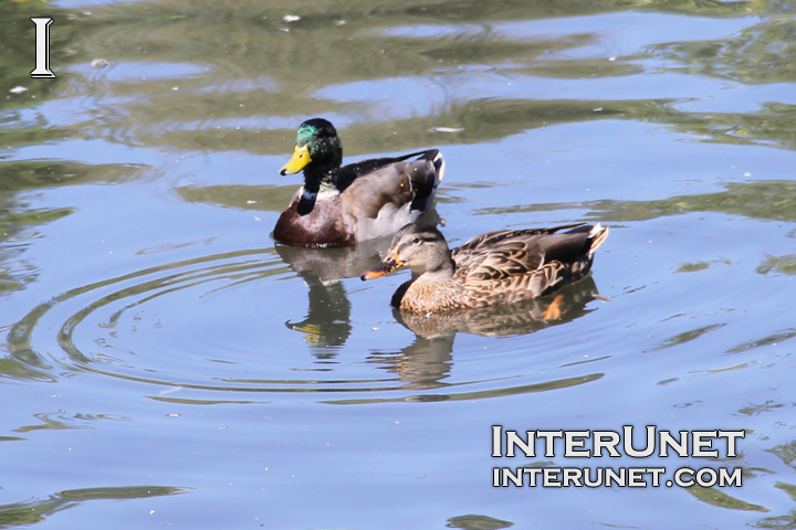 ducks