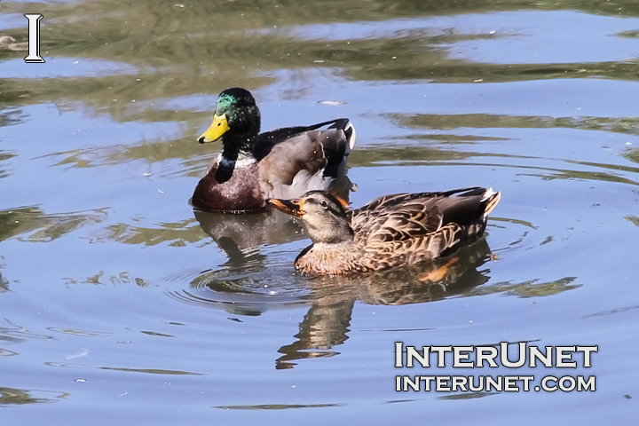 ducks