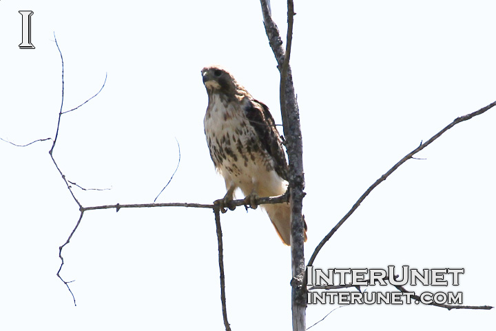 falcon-on-the-tree