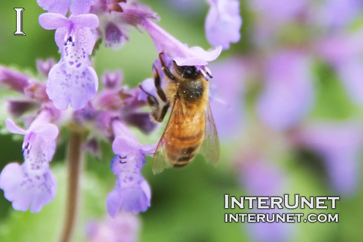 bee-on-the-flower