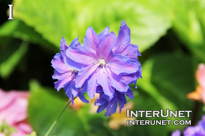 flower-blue-beautiful