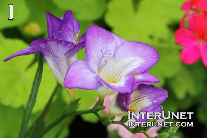 beautiful-flower