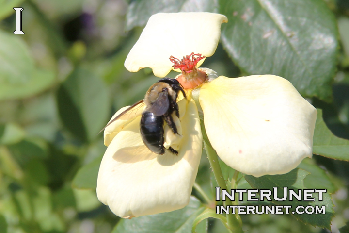 bee-on-the-flower