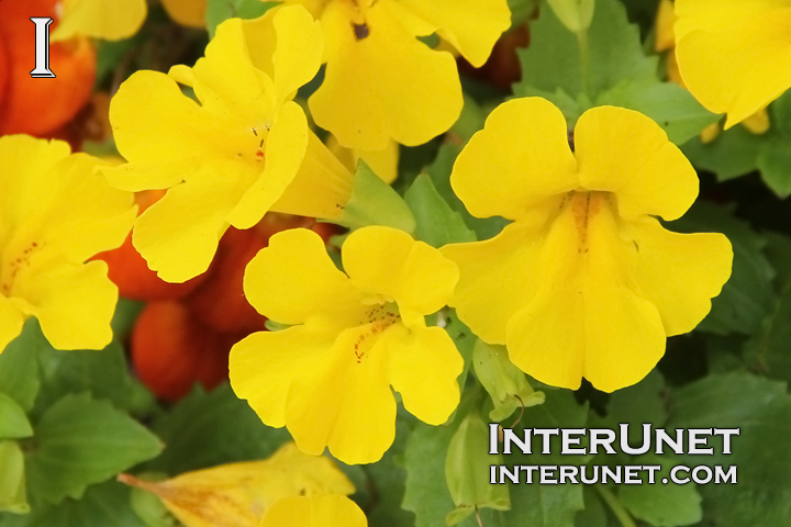 yellow-flowers