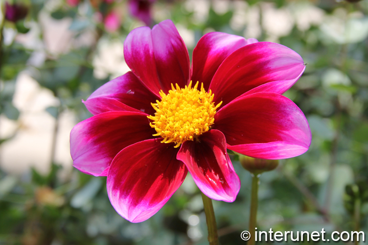 amazing-flower