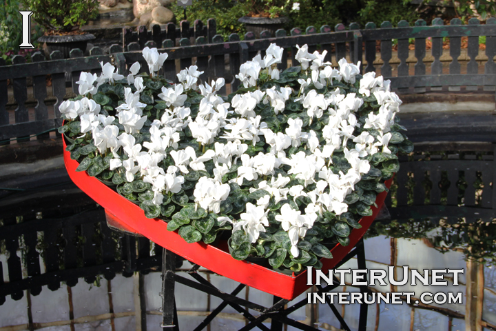 flowers-in-the-shape-of-heart