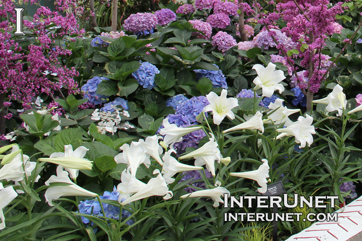 white-lily-purple-flowers