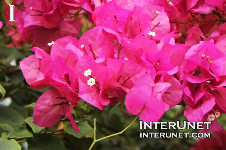pink-flowers