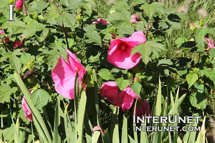 flowers-pink