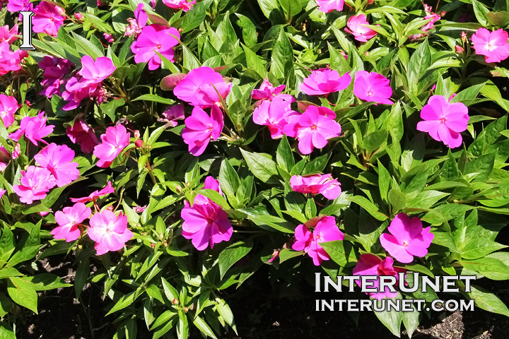 flowers-purple