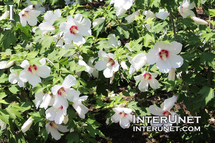 beautiful-white-flowers