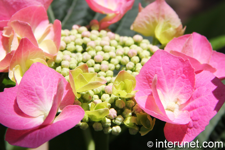 beautiful-flowers