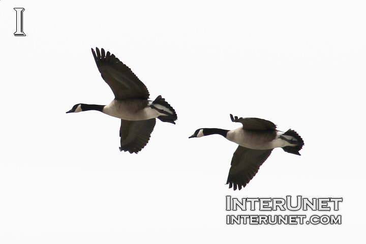 geese-flying-up-in-the-sky