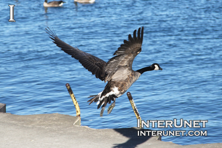 goose-jumping-into-the-lake-funny-birds