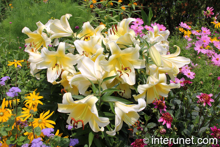 gorgeous-heart-shaped-flowers