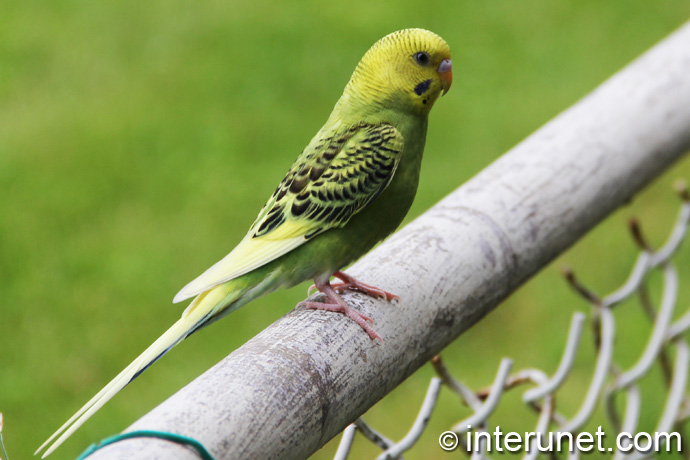 green-parrot