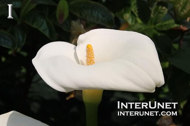white-lily