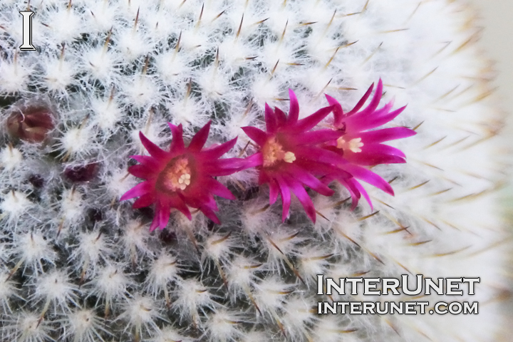 mammillaria-geminispina