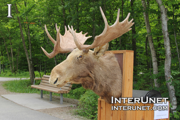 moose-head