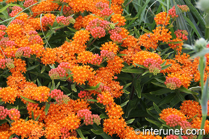 amazing-flowers