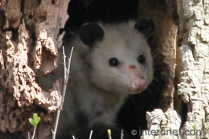 opossum