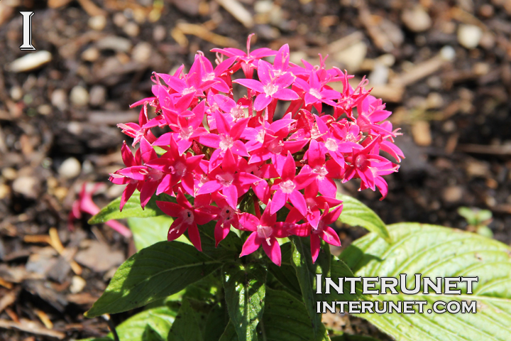 beautiful-pink-flower