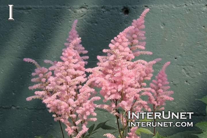 plant-with-an-amazing-flowers