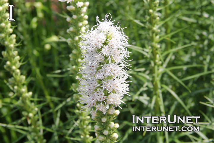 plant with beautiful white flowers