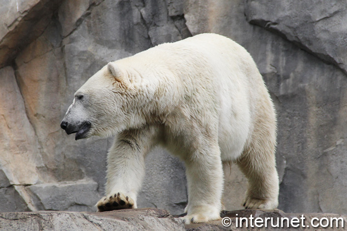polar-bear