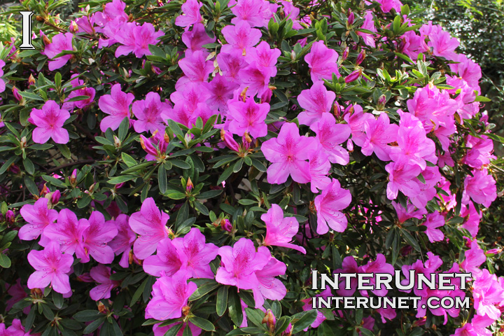 purple-azalea
