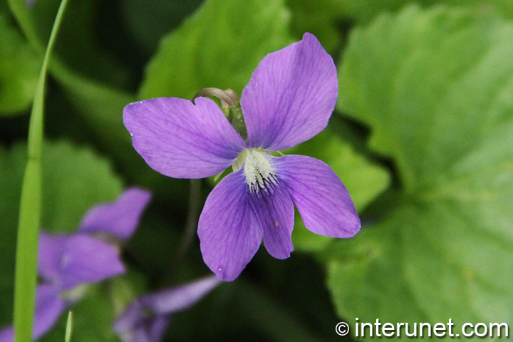 purple-flower