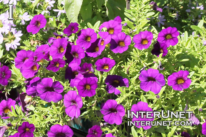 purple-flowers-beautiful