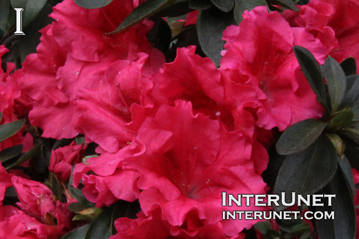 red-azalea 
