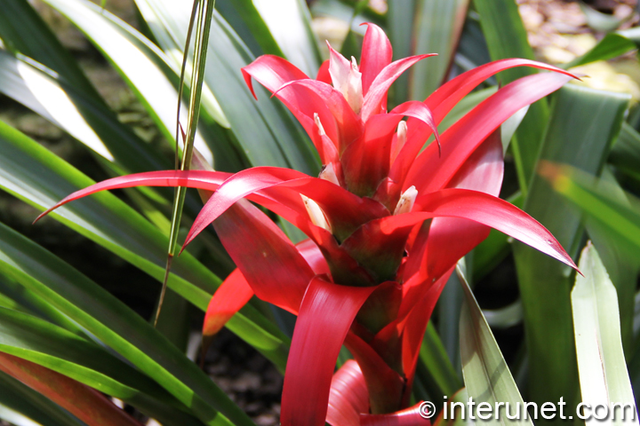 red-flower