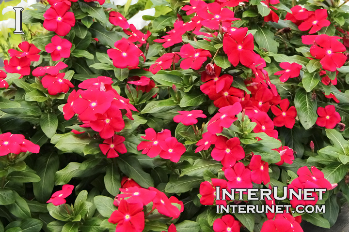 red-flowers