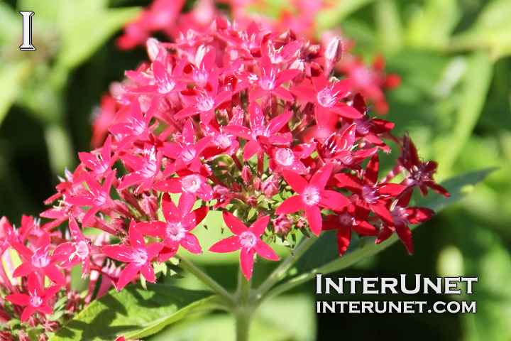 red-stunning-flowers