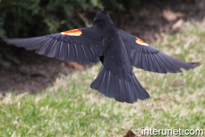 flying-red-winged-blackbird
