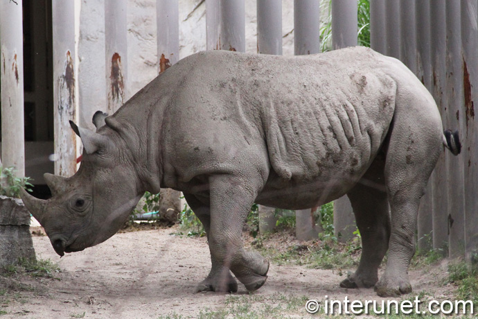 rhinoceros