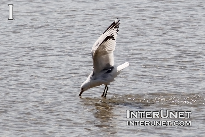 seagull-is-fishing