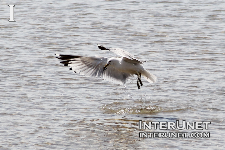 seagull-on-the-lake