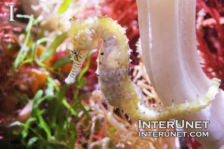 seahorse