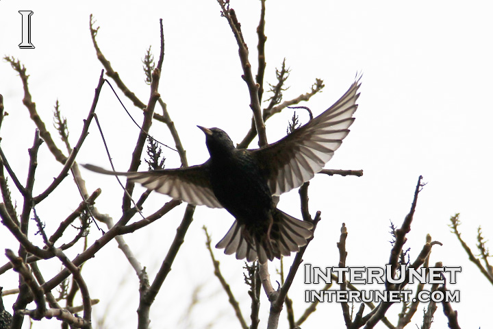 starling-flying