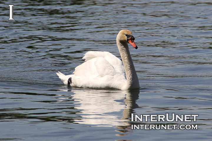 swan-on-the-lake