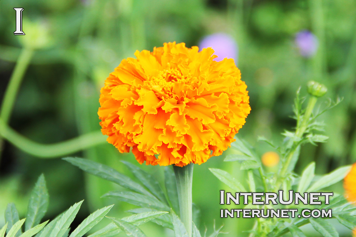 Tagetes erecta ‘Kees Orange’ Aztec Marigold 